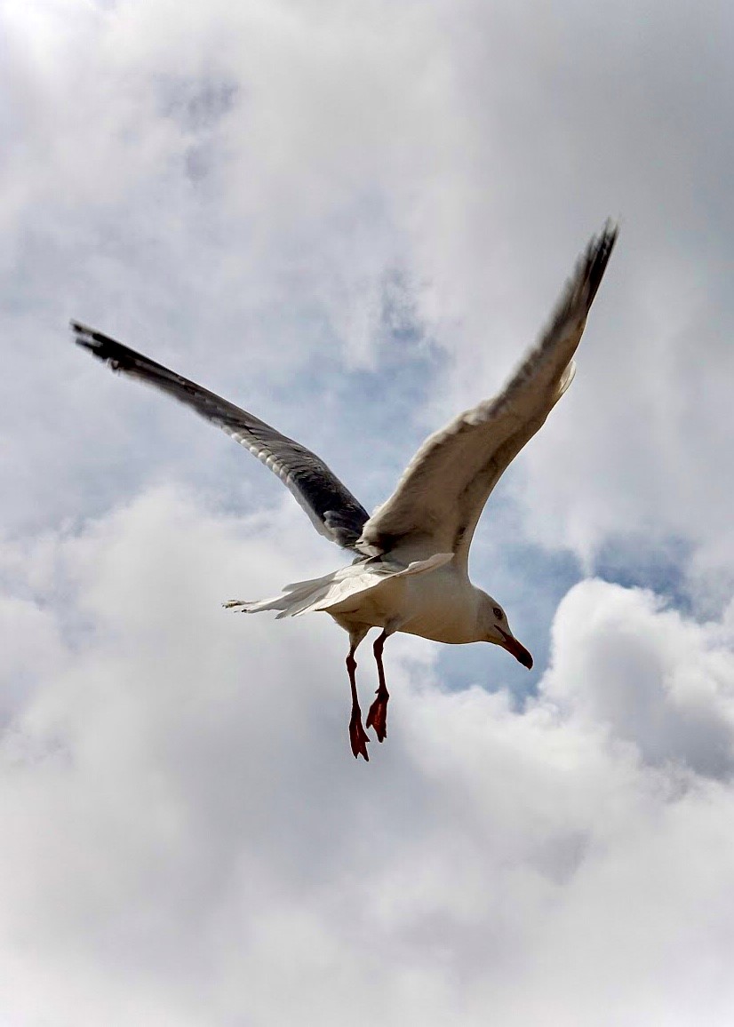 meeuw seagull Gert de Goede otografie phtography schrijver kunstenaar illustrator cartoonist dichter sluiter Uden Nederland