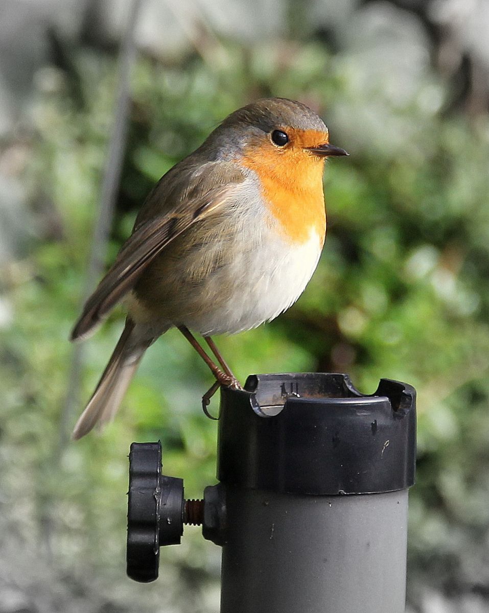 roodborstje robin rood borstje vogel vogeltje Gert de Goede Uden